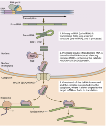 <p>short interfering RNAs, antiviral defenses, know gene expression levels by workflow for RNA seq analysis (genome scaffold)</p>