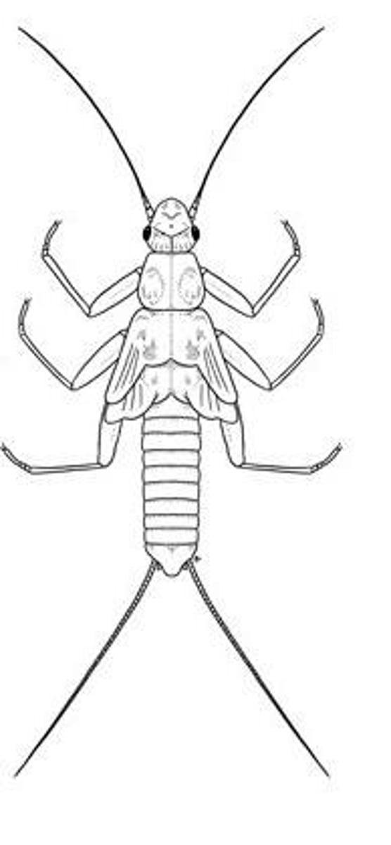 <p>Characteristic feature in some Stonefly nymphs.</p>