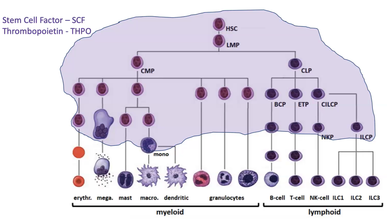 <ul><li><p>Differentiation relies on cytokines and growth factors.</p></li><li><p>Key factors SCF and THPO support survival and proliferation of HSCs and early progenitors.</p></li><li><p>Further down the differentiation path, specialized cytokines drive myeloid or lymphoid lineage development.</p></li></ul><p></p>