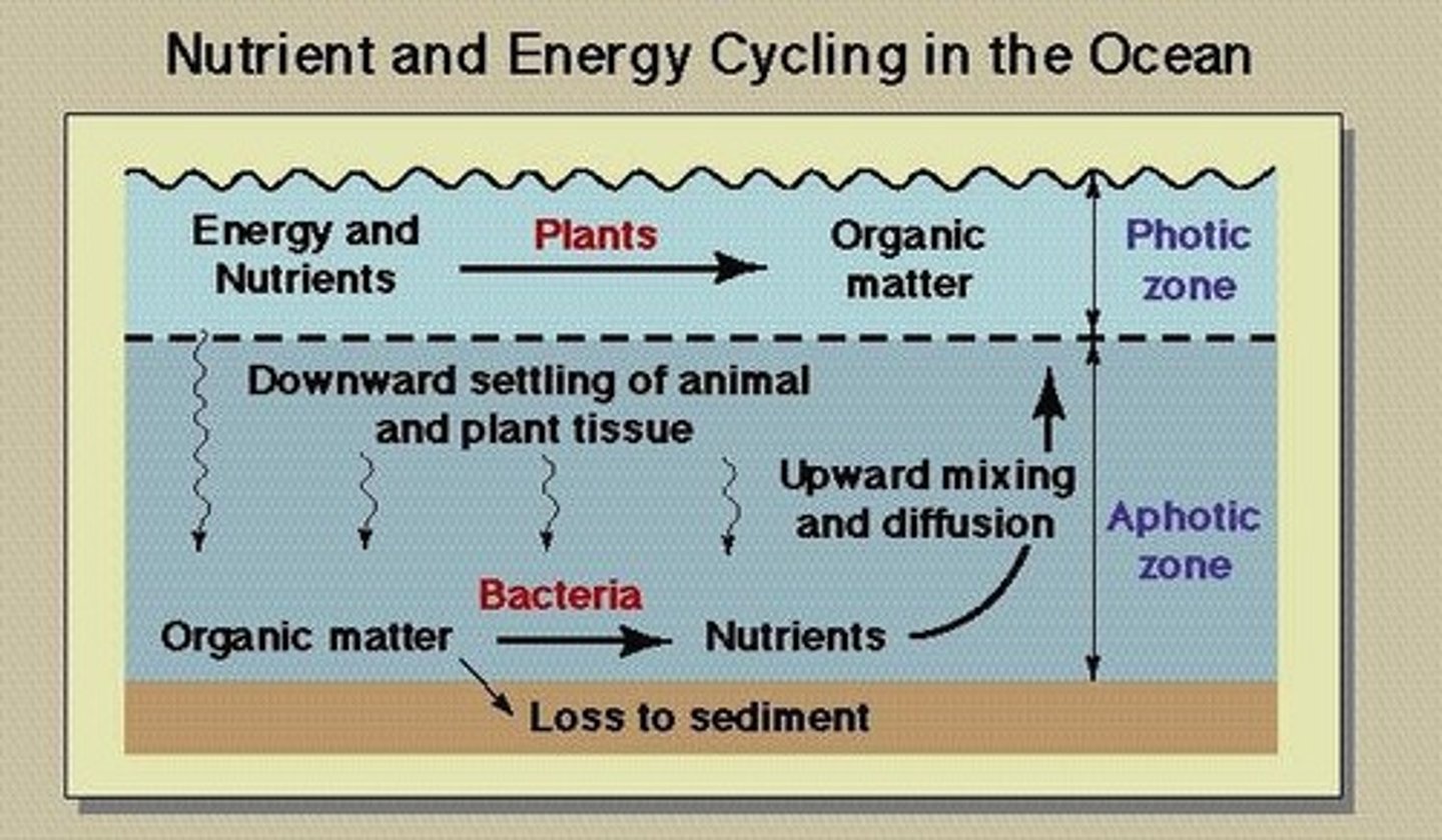 <p>Upwelling brings nutrients from the deep ocean to the surface, enhancing productivity.</p>
