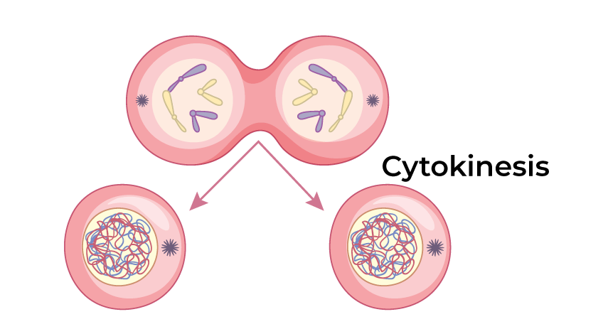 <p><strong>Plant cell</strong>: Cell plate forms dividing daughter cells<br><strong>Animal cells</strong>; Cleavage furrow forms at equator of cell and pinches inward until cell divides in two.</p>