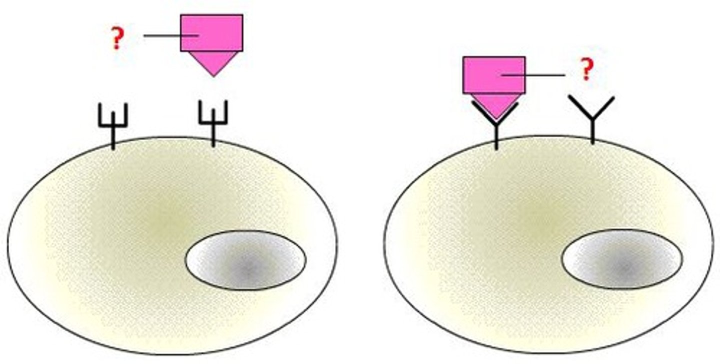 <p>a signaling molecule</p>