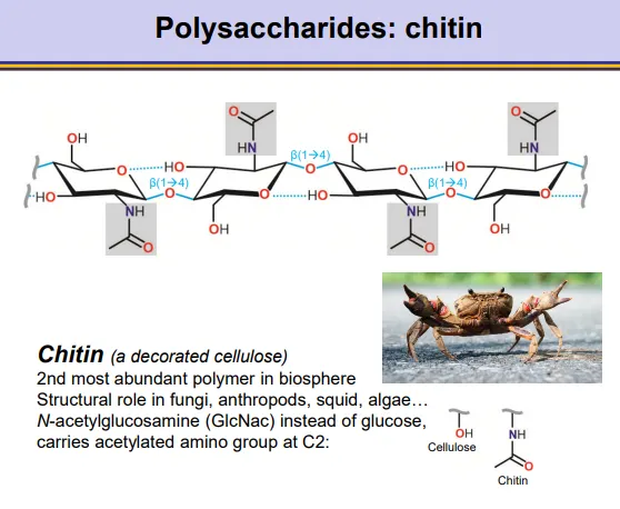 <p><strong>chitin is a decorated cellulose</strong>, found in <strong>fungal cell walls</strong>, <strong>insects </strong>and other organisms:</p><ul><li><p>the beta glucose monomers are<strong> chemically modified</strong> by <strong>amination </strong>to add an <strong>acetylate </strong>group to the <strong>C2</strong></p></li><li><p>this produces <strong>C-acetylglucosamine </strong>monomers</p></li></ul><ul><li><p><strong>unbranched,</strong> <strong>beta 1,4 </strong>glycosidic bonds </p></li><li><p>alternating units are flipped <strong>180 </strong>degrees so that a <strong>hydrogen bond </strong>can form between the C3 and the oxygen in the ring</p></li></ul><p></p>