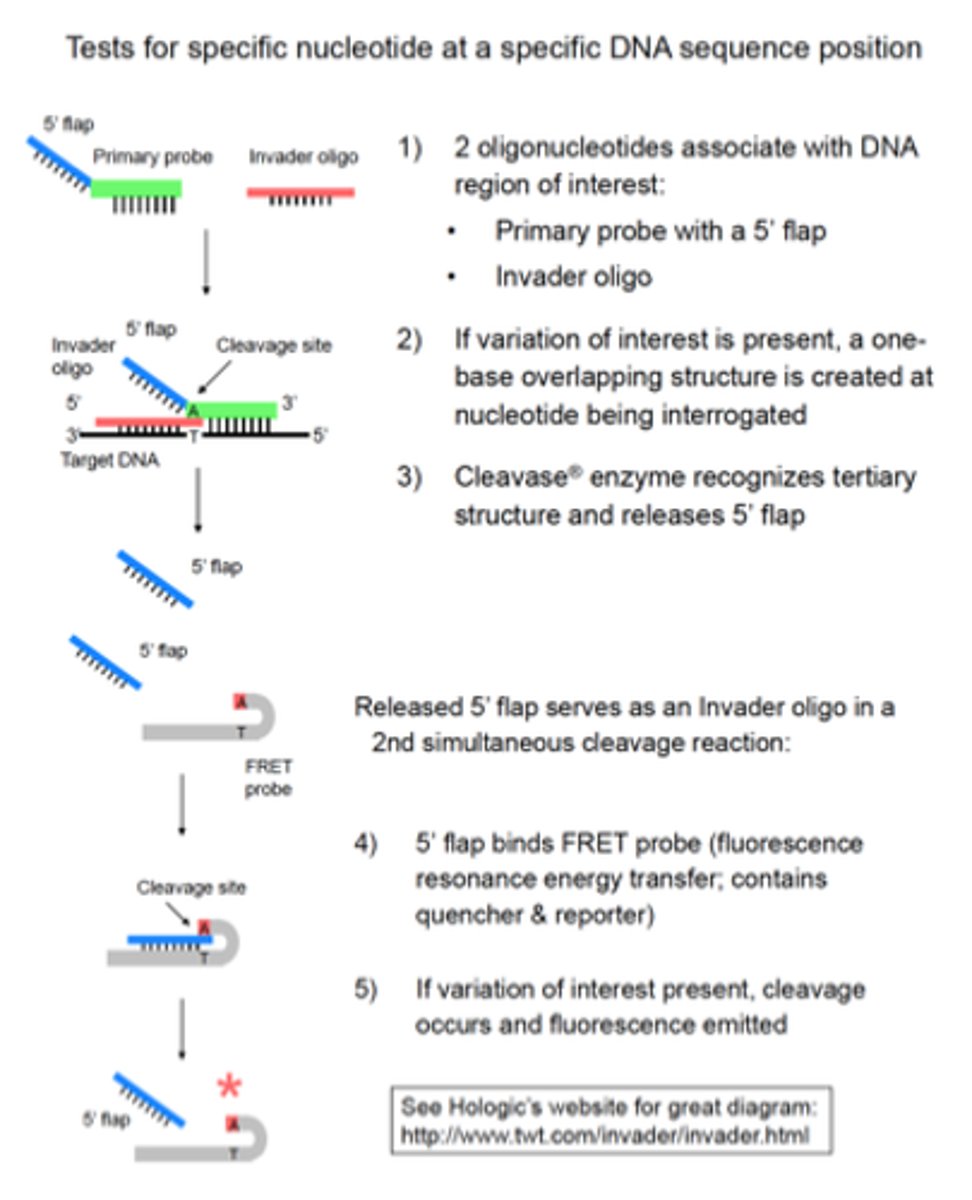 <p>It is capable of multiplexing and very sensitive.<br><br>The principle is:<br>- A specific probe is bound to a sequence of interest<br>- A second specific probe hybridizes the already bound probe<br>- This creates a unique triplex structure that is recognized by a CLEAVASE (an endonucleasa)<br>- Upon cleavage, a specific probe sequence is released<br>- The probe can be detected via release of a quencher from a fluorophore-labeled fragment by cleavase or with an additional probe-specific secondary probe</p>