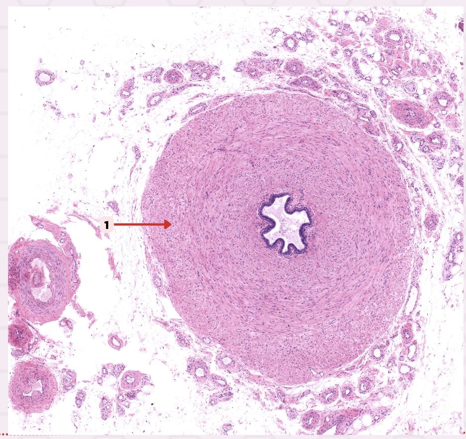 <p>Identify the specimen.</p>