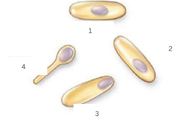 <p>Label the endospore positions in the mother cell</p>