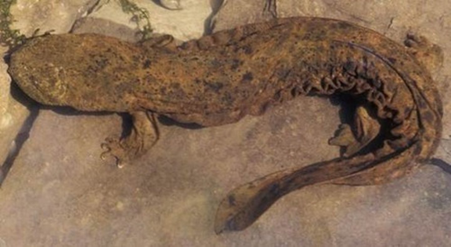 <p>-Up to 1.5m</p><p>-Largest living amphibians</p><p>-Respiration is almost exclusively through the skin</p>