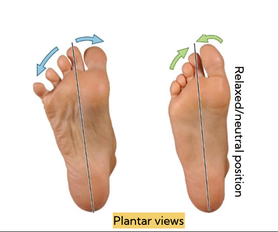 <p>identify the transverse plane movement</p>