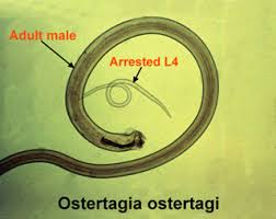 <p>Identify this parasite</p>