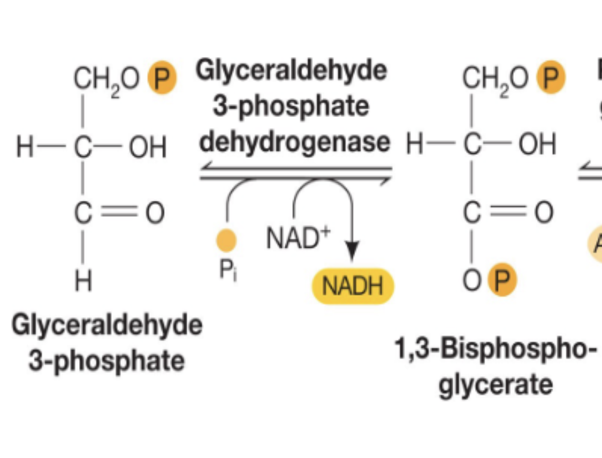 <p>G3P (reductant) is converted to 1,3-bisphosphoglycerate (releases electrons)</p><p>this process generates 1 NADH molecule (reduced from NAD+ to NADH) and 1 phosphate is added to G3P</p><p>this is a <em>redox</em> reaction</p>
