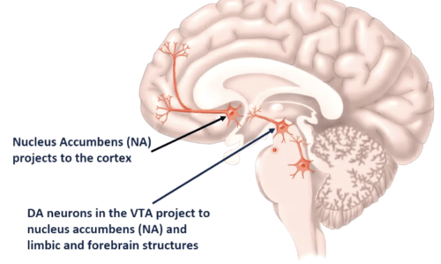 <p>dopaminergic projection from VTA --&gt; nucleus accumbens --&gt; cortex</p><p>creates pleasure/reward associated behaviors</p>