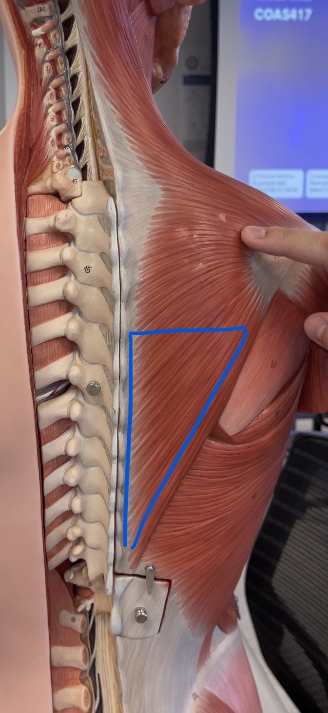 <p>Underneath Trapezius</p>