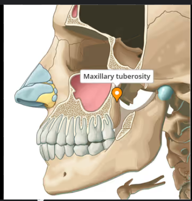 <p>Posterior surface/infratemporal surface:</p><p></p>