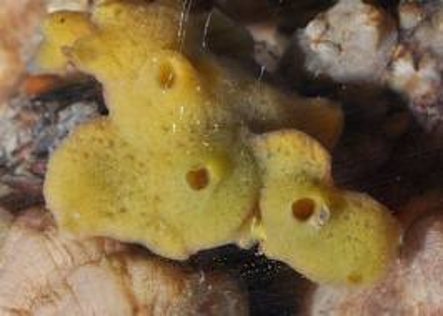 <p>- Create a feeding current</p><p>- Mostly a low Reynolds number situation</p><p>- e.g. Bivalve, Barnacle</p>