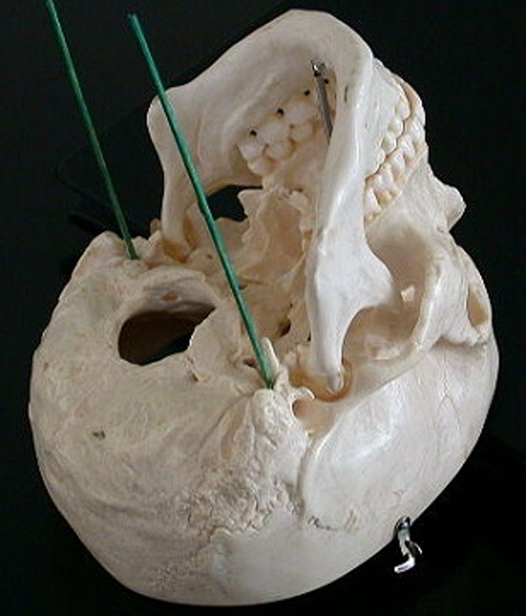 <p>hole</p><p>hole between the styloid and mastoid process</p>