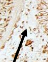 <p>What is this image pointing to? What is this developed by (germ layer)?</p>