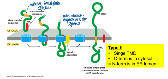 <p>type I: single TMD; C-term is in cytosol = N-term in ER lumen</p><p>N term signal sequence: directs the protein for import into the ER</p><p>subsequent hydrophobic domain: TMD </p>