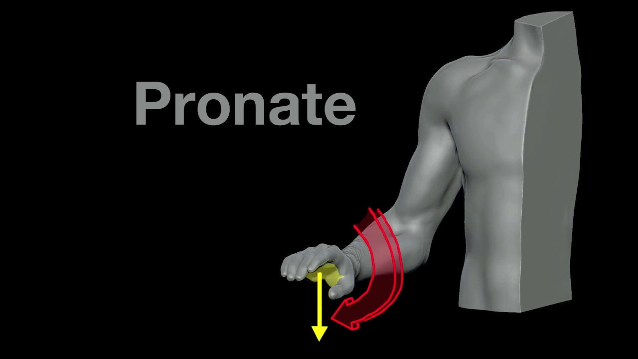 <p>Pronation</p>