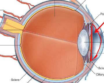 <p>Describe this chamber</p>