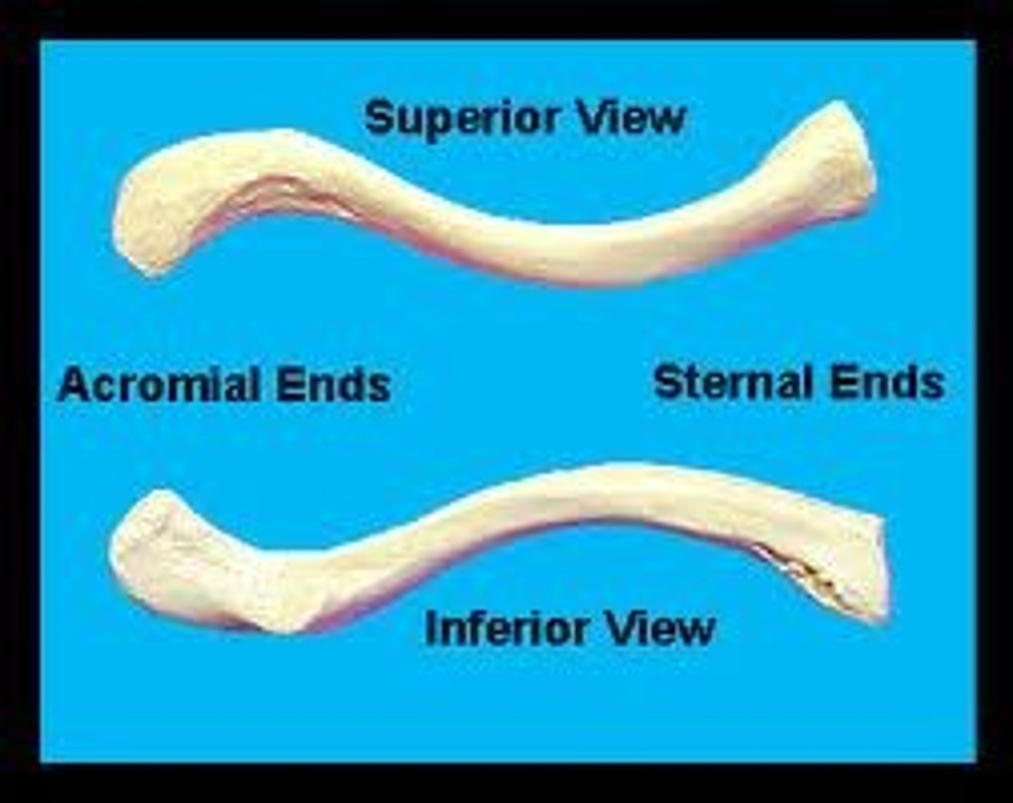 <p>1. Sternal end</p><p>2. Acromial end</p>