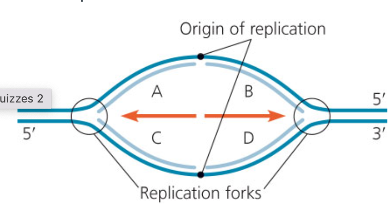<p><span>Which of the segments of new DNA (lighter blue) would be lagging strands, synthesized as a series of smaller Okazaki fragments?</span></p>