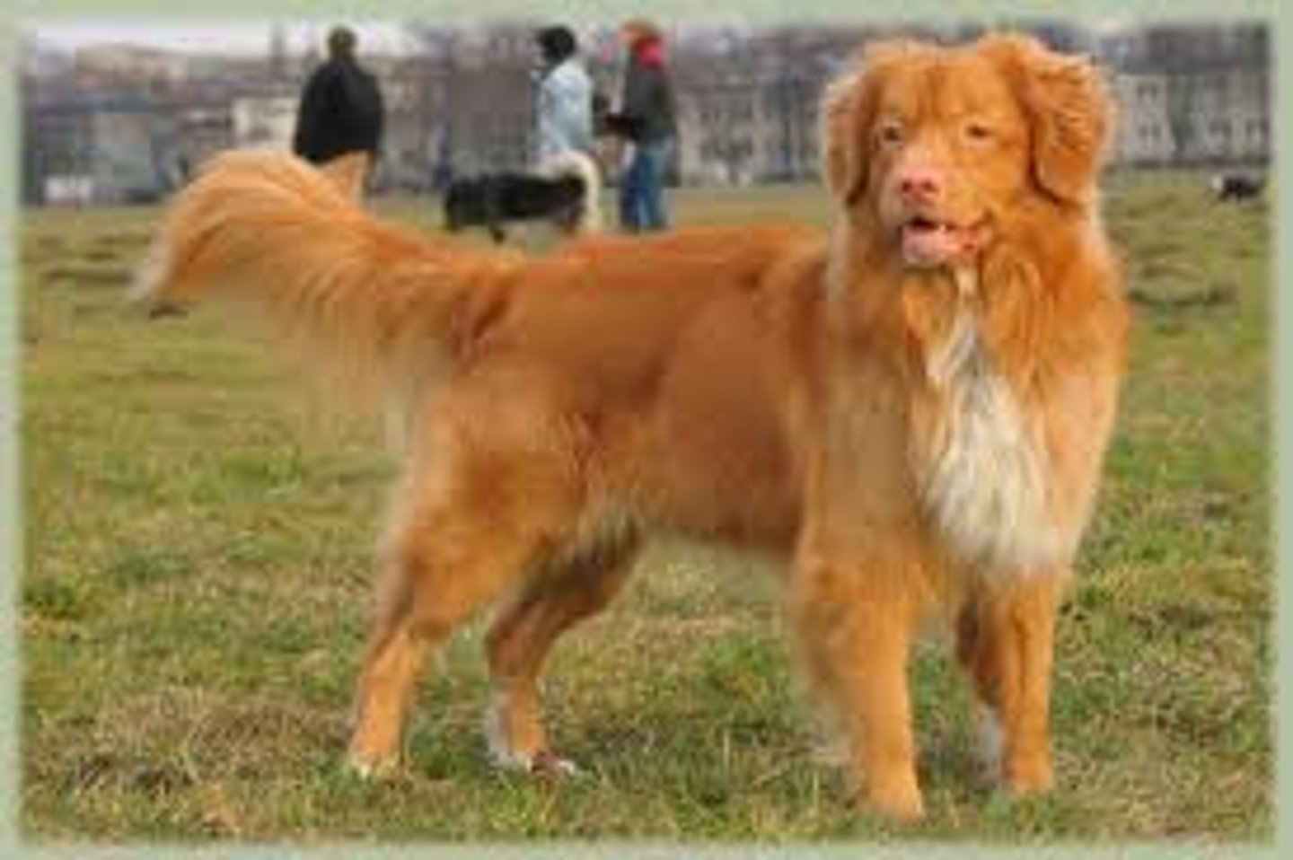 <p>sporting group</p><p>Smart, outgoing, busy, affectionate and eager to please</p>