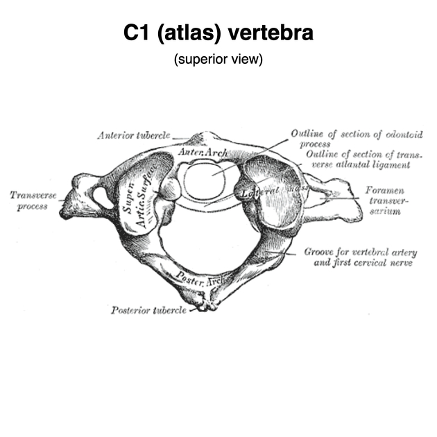 <p>Why is C1 atypical?</p><p></p>