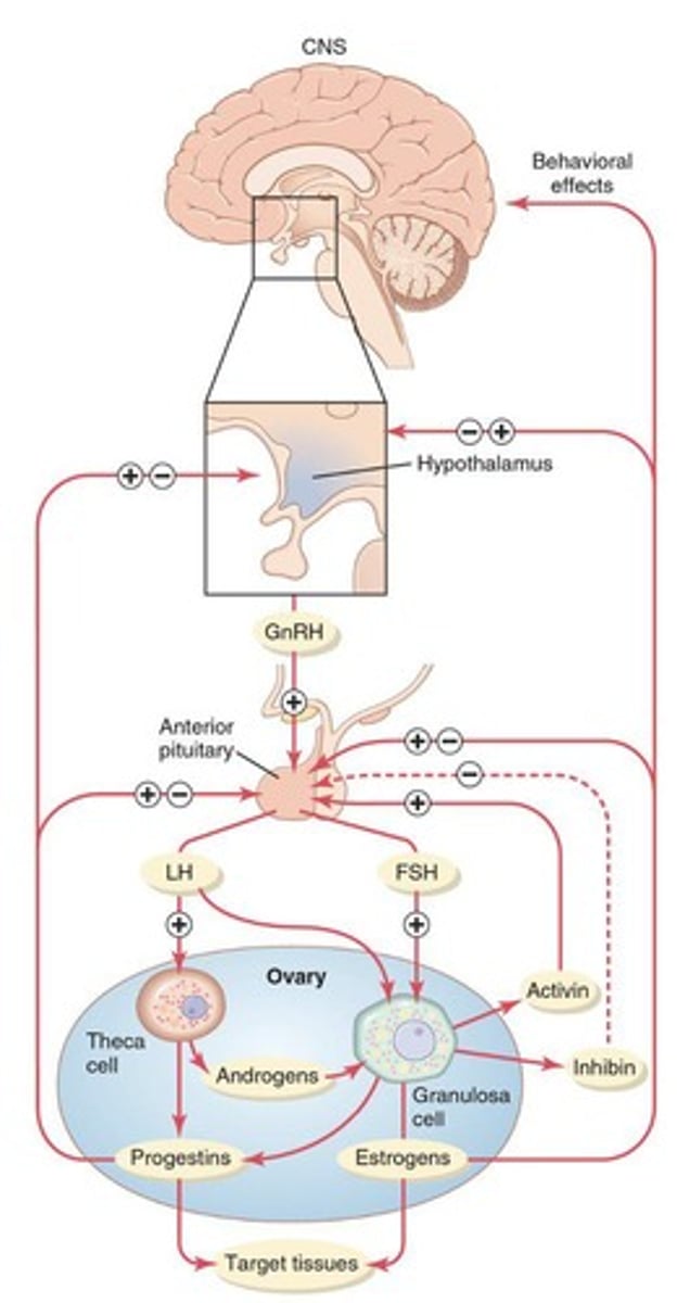 <p>Breeding cycles in females are regulated by hypothalamic, pituitary and ovarian hormones. Livestock species vary in their reproductive physiology. A thorough understanding of the breeding cycle is required to optimise productivity.</p>