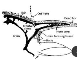 <p><span>Dehorning/Disbudding cows</span></p>
