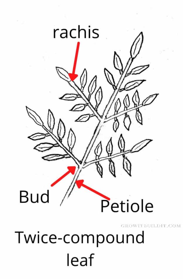 <ul><li><p>each leaflet is divided into smaller “leaves”</p></li></ul><p></p>