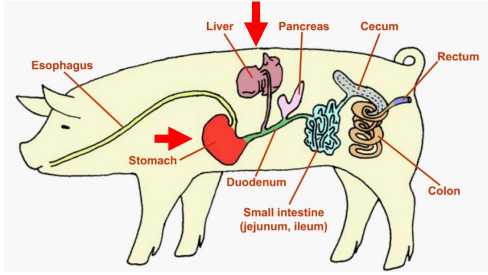 <p><strong><u>Monogastrics: Pigs, Dogs, Cats</u></strong></p><p>______</p><ul><li><p>Small pouch under the liver</p></li><li><p><span style="color: green;"><strong>Stores Bile </strong></span></p></li></ul><p></p>