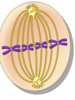 <p>phase of mitosis:<br>– the chromos line up at the cellular equator in the middle of cell, spindle fibers radiate from centrioles at each pole to the centromere</p>