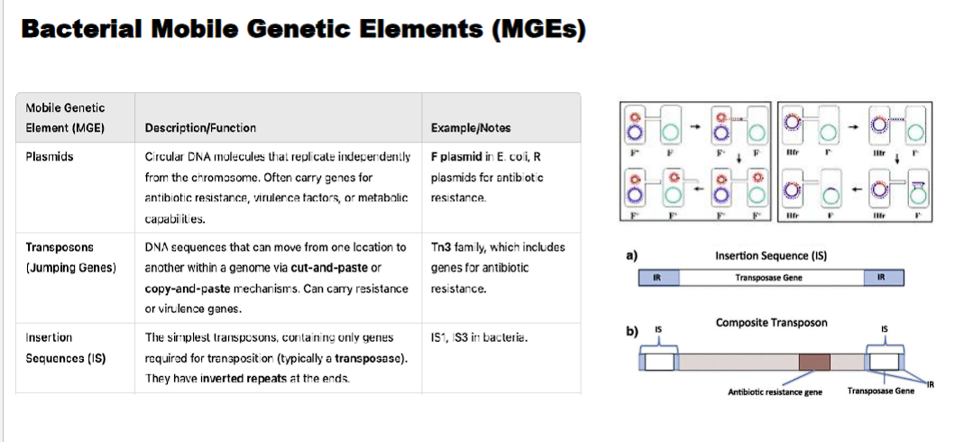 <p>DNA sequences that can move from one location to another within a genome via cut-and-paste (class II) OR copy and paste (class I) mechanisms. can carry resistance or virulence genes. </p>