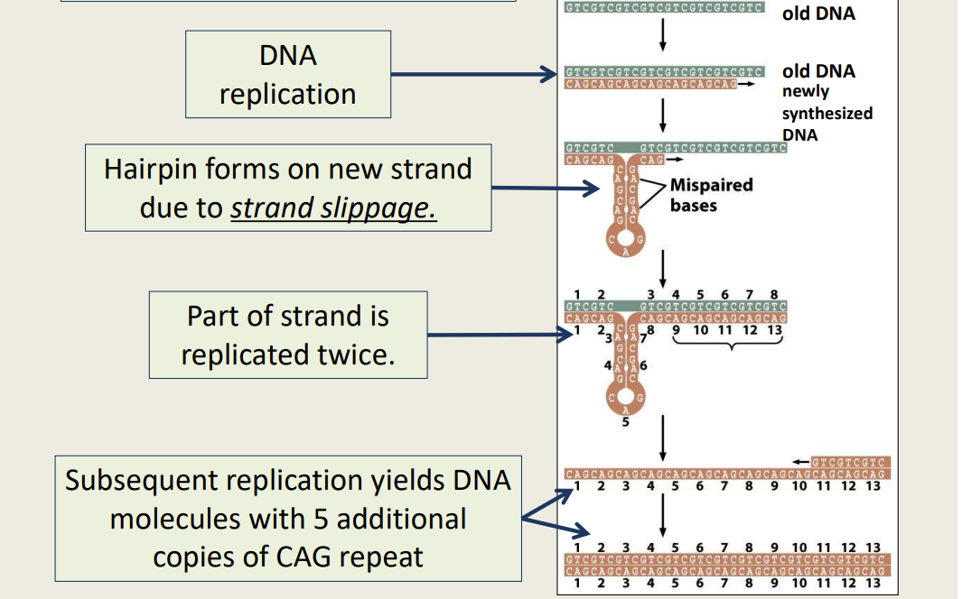 - Large regions of simple repeat sequences present in some genes
--Ex. CAG CAG CAG CAG [...]n--(Gln)
- Can be very unstable and prone to mutation 
- Can cause repeat expansion due to strand slippage
- Can cause Huntington Disease 
- 6-36 repeats=normal 
- 36-39 repeats=at risk 
- >39 repeats=HD
- Anticipation- number of repeats correlated with age of onset and severity of disease and tend to worsen with subsequent generations (changes based on a gene)
-- Happens to people in their 50s
-- Once a person crosses a threshold, the protein doesn't fold properly---> neurons die=death