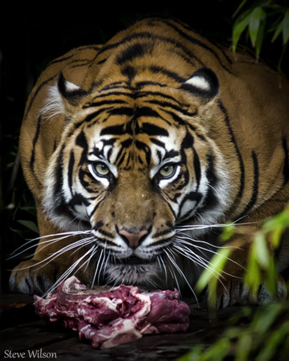 <p>an animal that obtains energy by eating other animals</p>