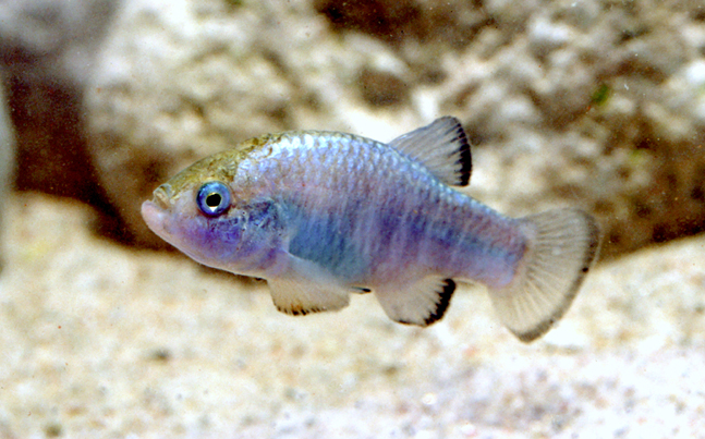 <p>Pupfishes</p>