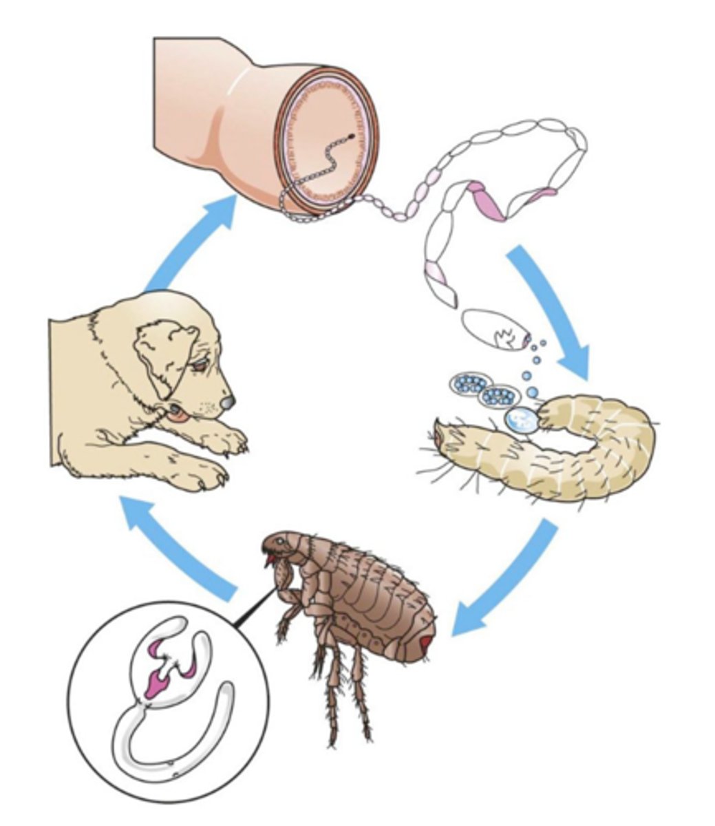 knowt flashcard image