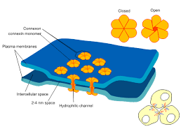 <p>permeable, proteins channels that connect cells, and allows for easy exchange</p>