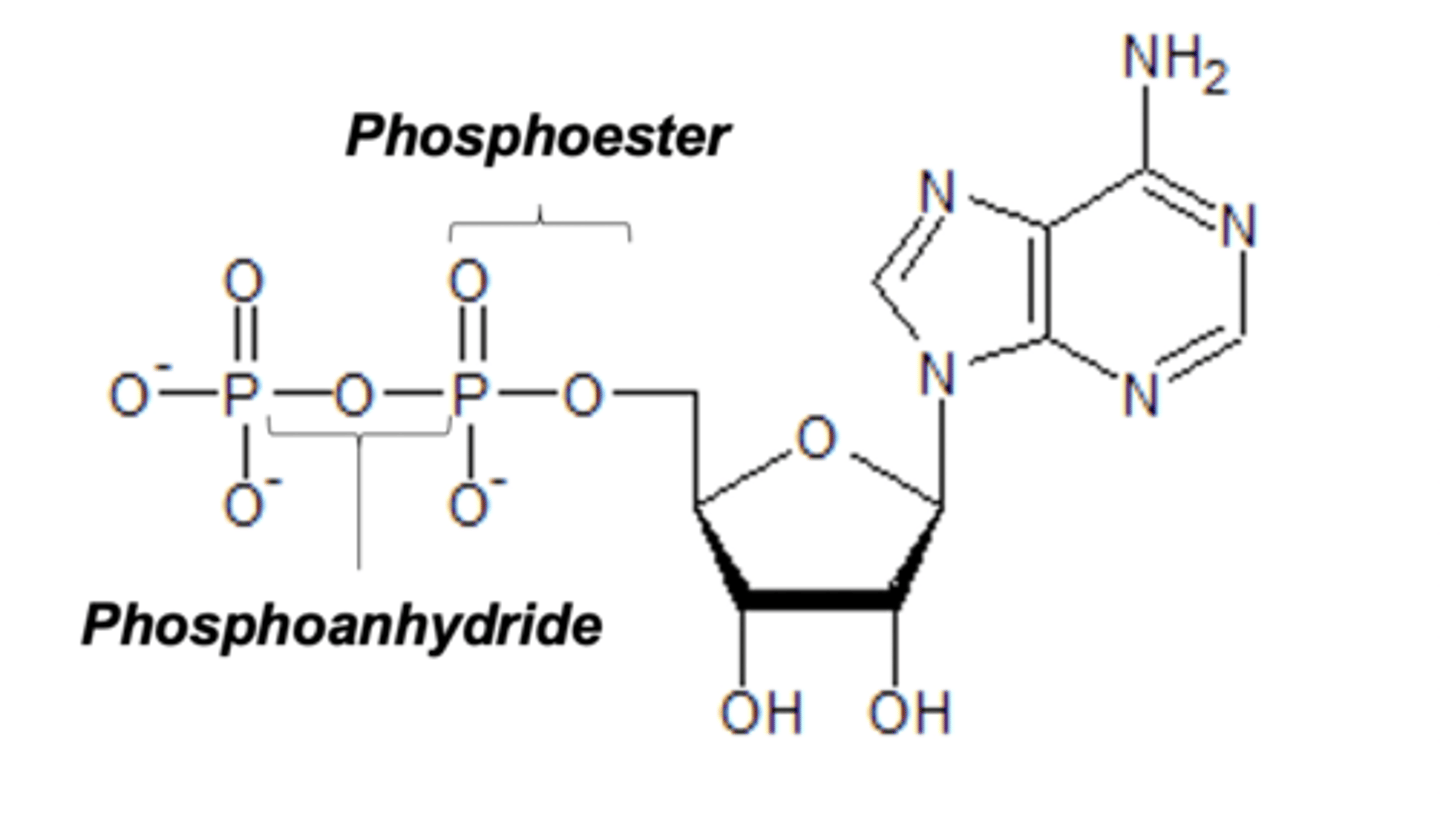 <p>Links two phosphates to each other</p>