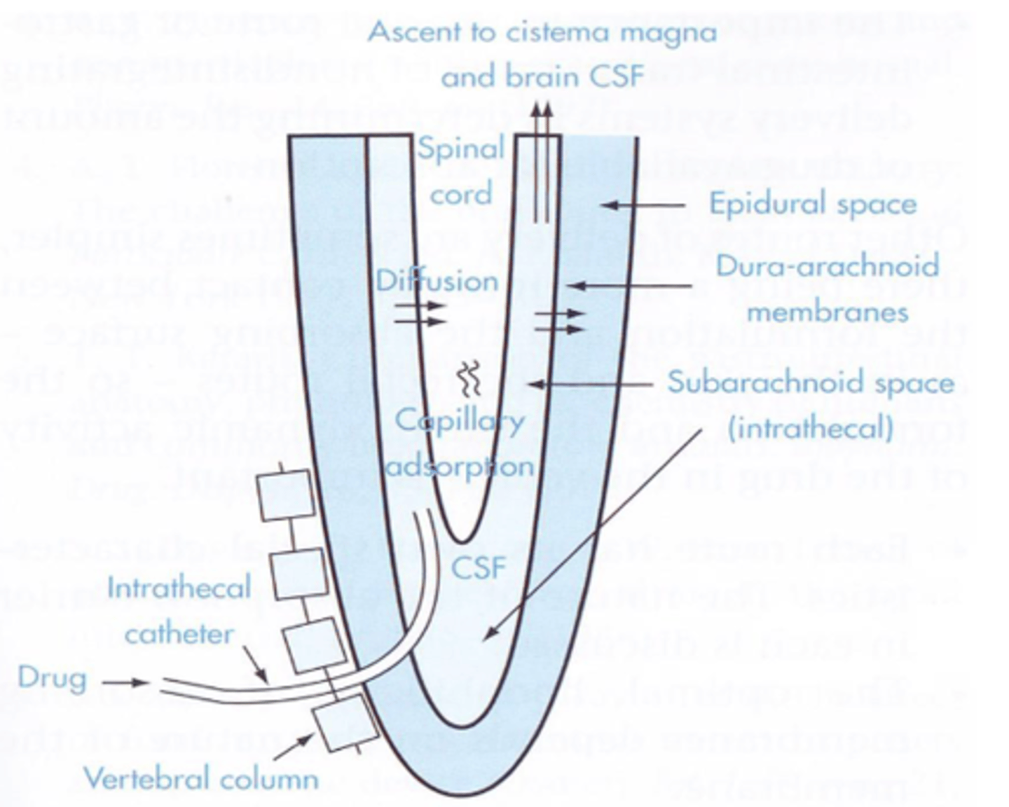 <p>- spinal cord and brain</p><p>- cancer pain</p>