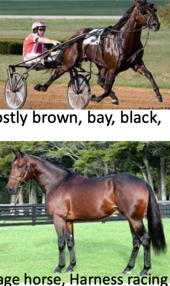 <p>Standardbred</p><p></p><p>Origin: Spain, United States</p><p>Color: Any solid color, mostly brown, bay, black, or chestnut</p><p>Body: 14-16 hands</p><p>Traits: Good stamina, similar to thoroughbreds, but often have longer and lower bodies</p><p>Purpose: Trotter, pacer, carriage horse, harness racing</p>
