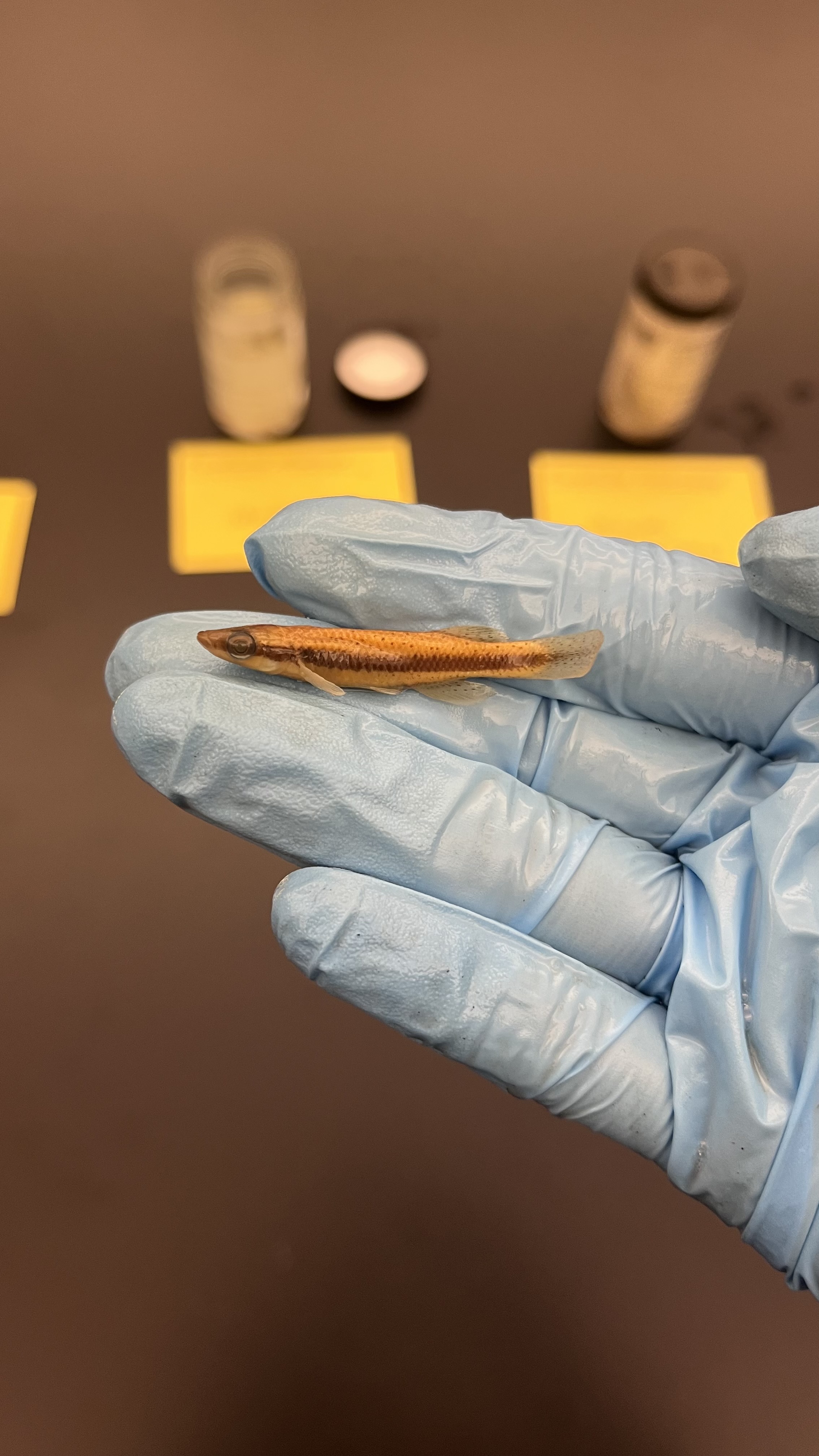 <p>Blackspotted Topminnow</p>