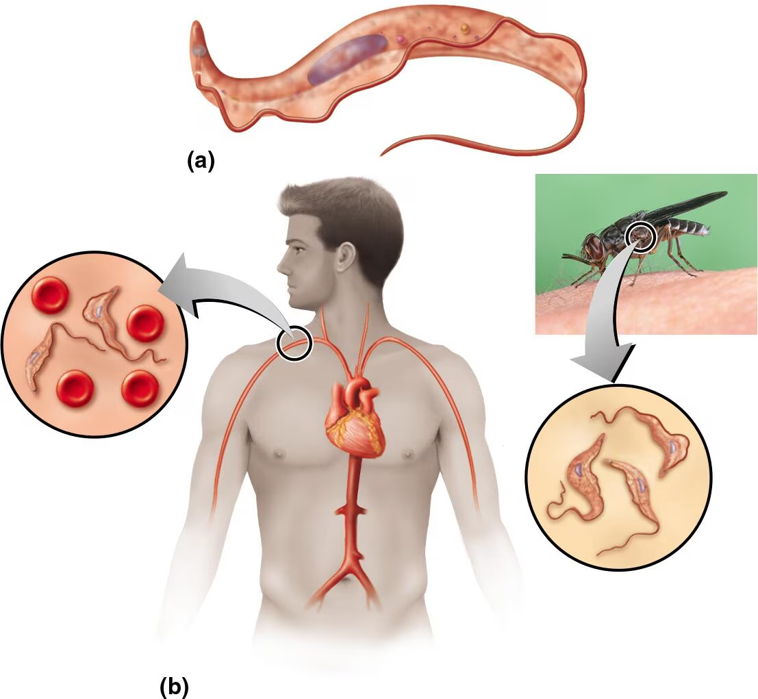<p><em>Trypanosoma brucei gambiense</em>—part (a) in the figure—is the causative agent of African sleeping sickness. To what phylum does it belong? Part (b) shows a simplified life cycle for <em>T. b. gambiense.</em> Identify the host and vector of this parasite.</p>