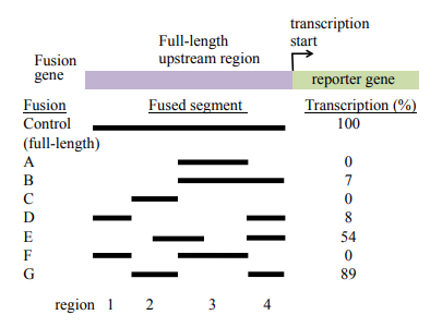 <p>A gene expressed in the long muscle of the mouse is identified, and the regulatory region upstream of the gene is isolated. Various segments of the upstream sequence are fused to a reporter gene, and each fusion is assayed to determine how efficiently it transcribes the gene. In the following diagram, the dark bars indicate the upstream segments that are present in each of 8 fusion genes. The transcriptional efficiency of each fusion is measured compared to the control, which is the full-length upstream region fused to the reporter gene.</p><p>a) Identify the upstream region (region 1, 2, 3, 4 indicated along the bottom of the diagram) that contains the promoter</p><p>b) Identify the upstream region that contains the enhance</p><p>c) Speculate about the reasons for the different transcription rates detected in fusions E and G.</p>