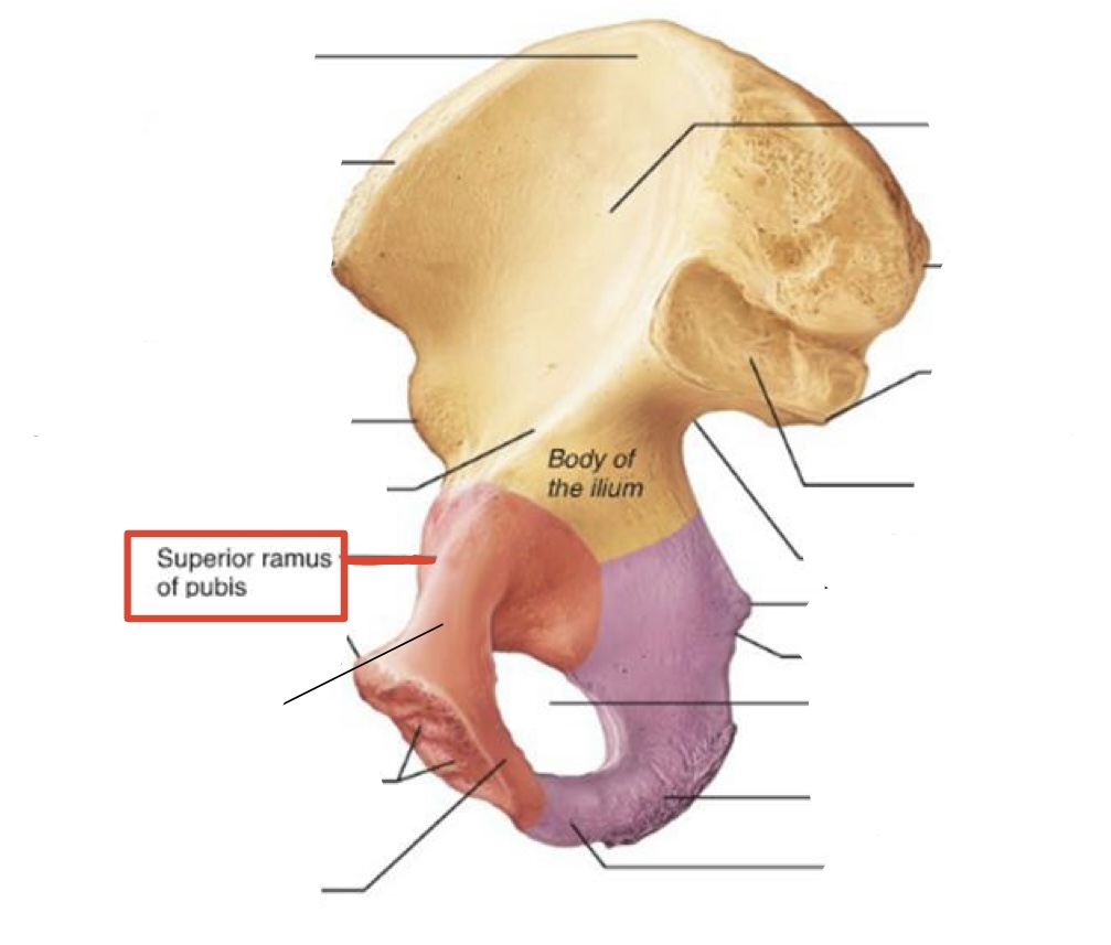 <p><span><span>Superior pubic ramus</span></span></p>