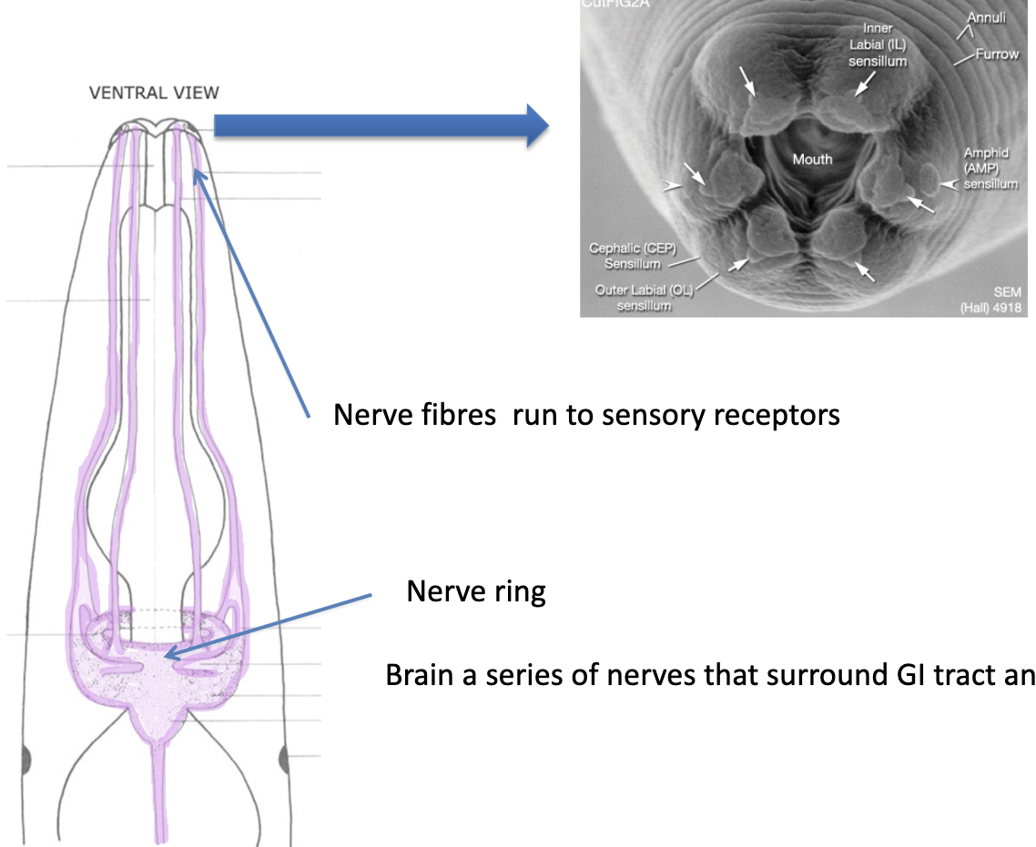 <p>What is important to note about nerve cuticle of nematoda?</p>