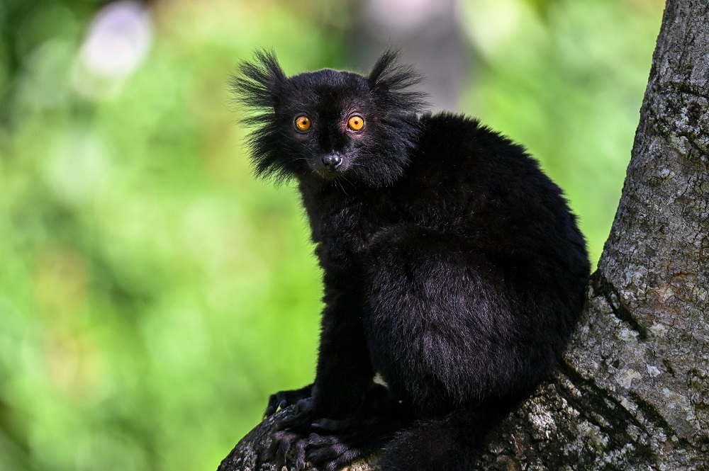 <p><em>Eulemur macaco </em>(“black lemur”)</p>