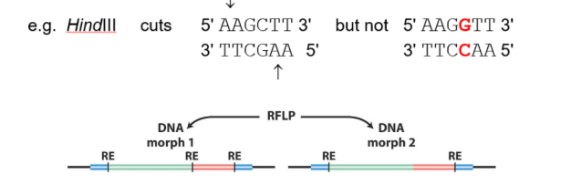 <p>refers to how small variants may change the recognition site for a restriction enzyme</p>