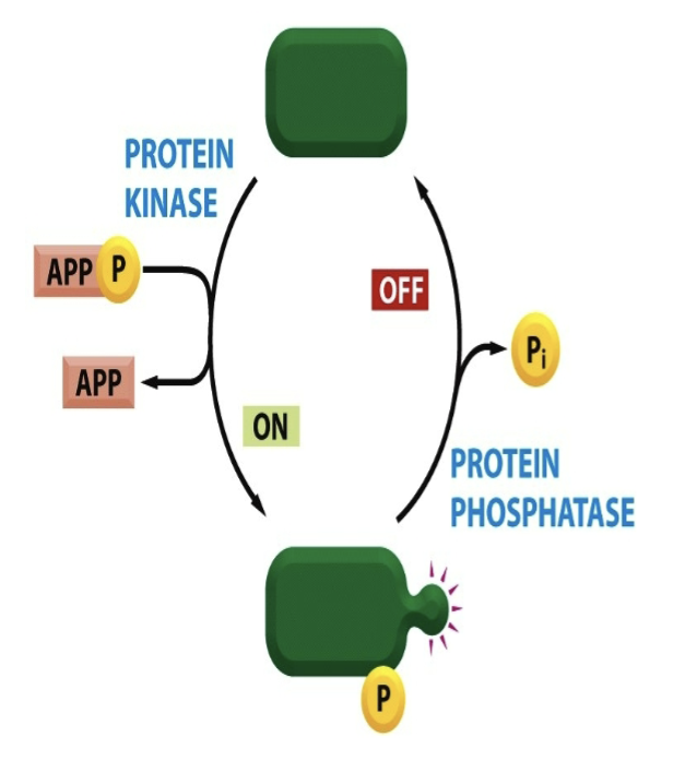 <p><strong>SOURCE OF PHOSPHATE is ATP </strong></p><p>Protein kinase takes P from ATP and phosphorylates the protein!</p><p>Protein is then dephosphorylated by protein phosphatase.</p><p>REPEAT.</p><p>Exception of ATP hydrolysis for <strong>REGULATION</strong>.</p>