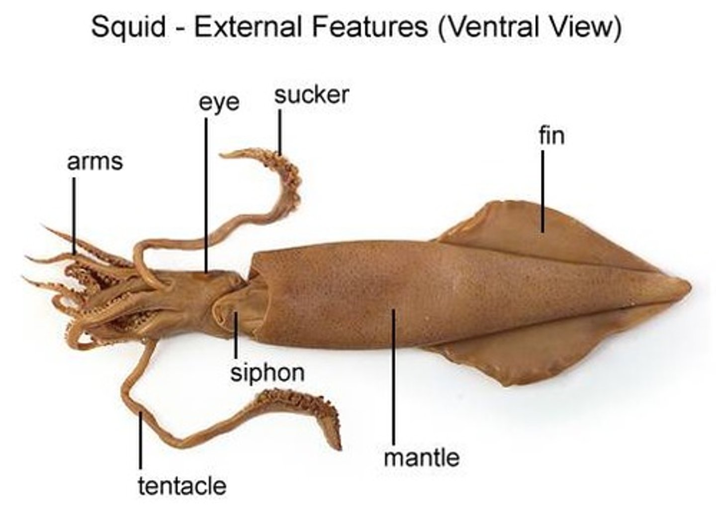 <p>of, on, or relating to the underside of an animal; abdominal.</p>